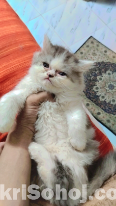 পারসিয়ান